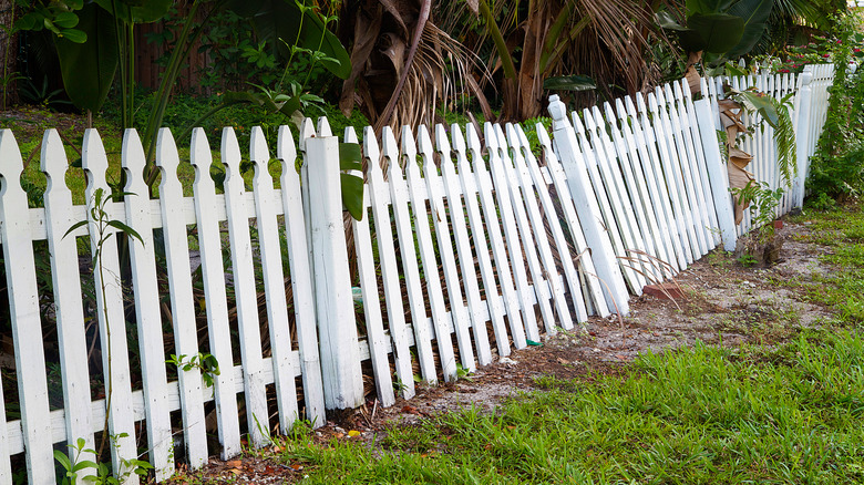 Leaning white picket fence in a yard