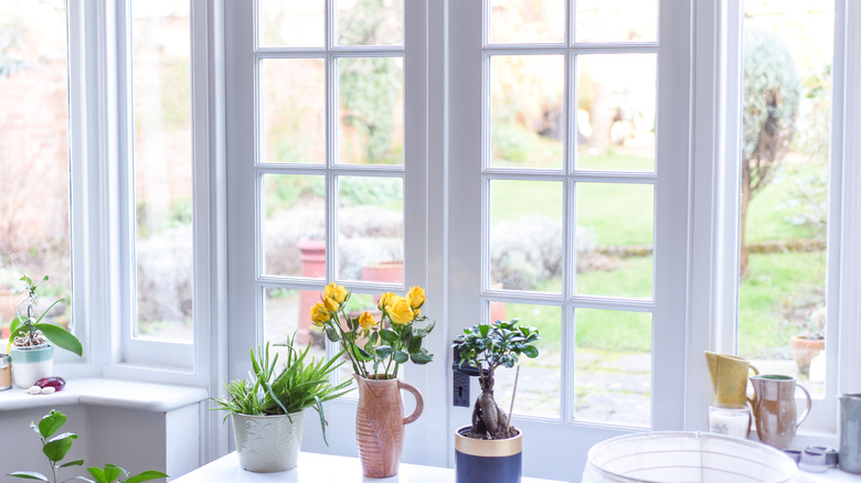 Potted plants in French window