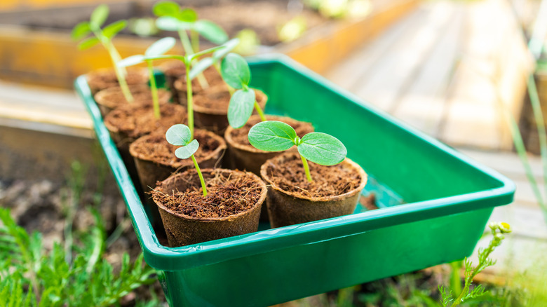 Potted seedlings ready to plant