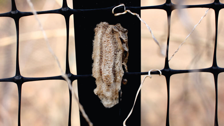 Carolina praying mantis egg sack