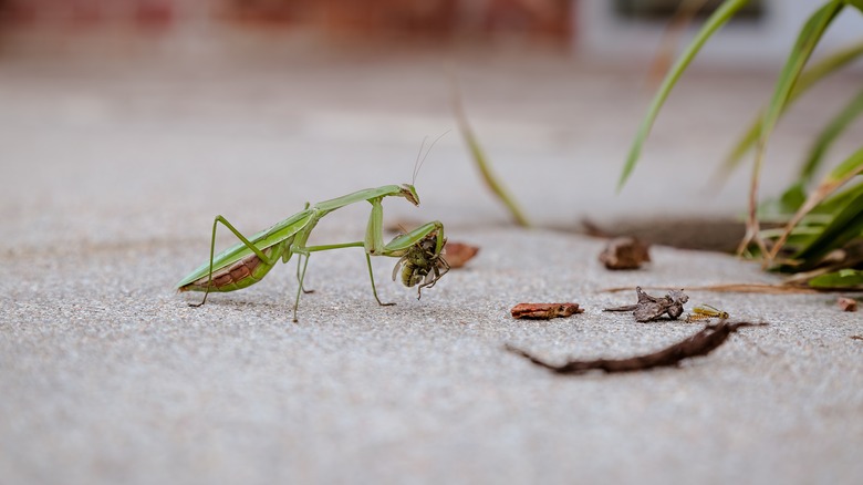 praying mantid eating a grasshopper