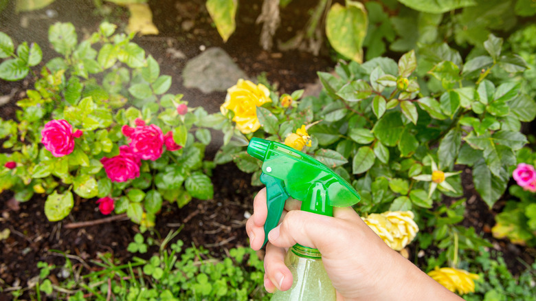 Person spraying plants