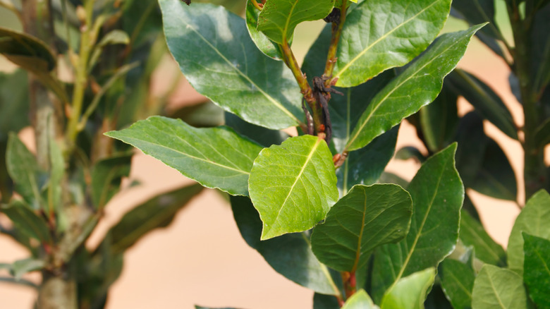 bay tree leaves on branch