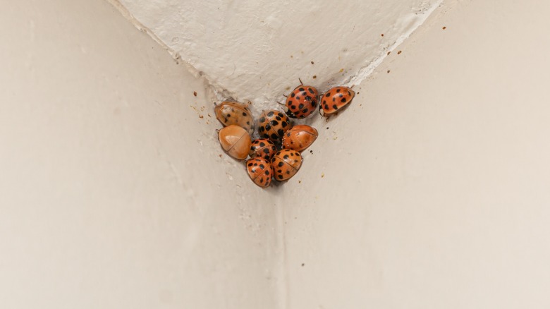 Hibernating cluster of ladybugs