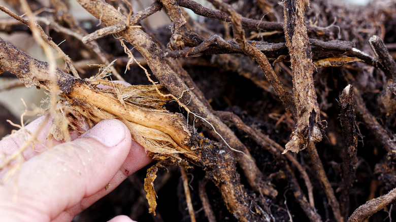 rotting plant roots