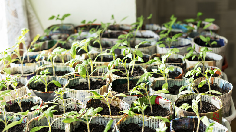 seedlings in newspaper