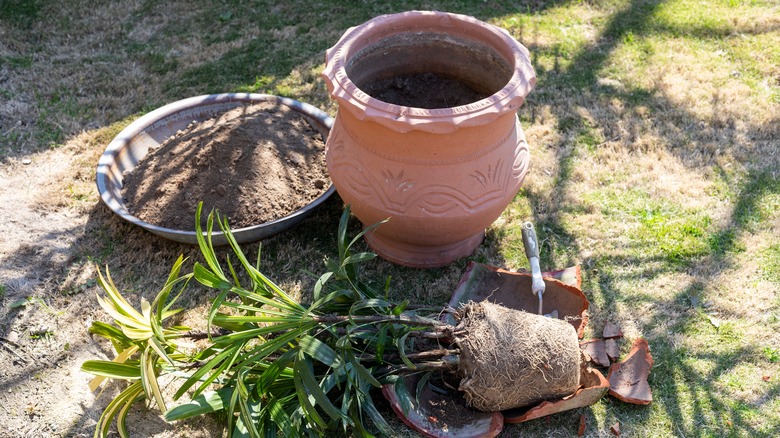 broken terracotta pot with plant