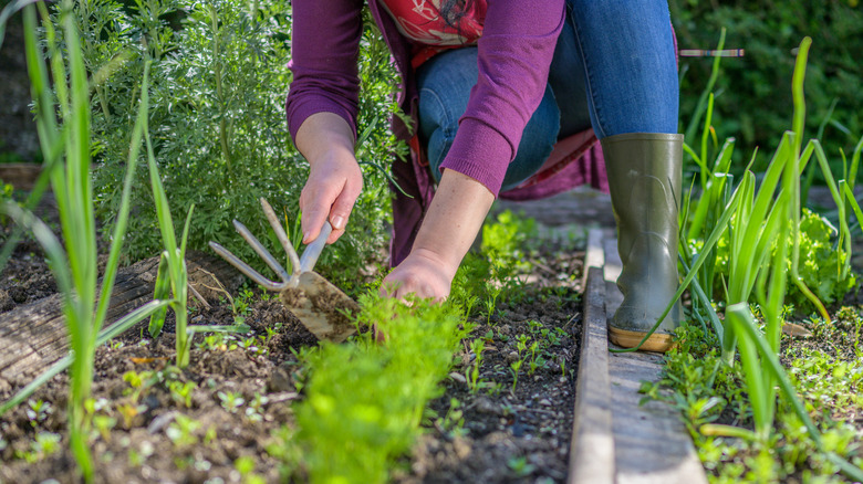 Manual weed removal