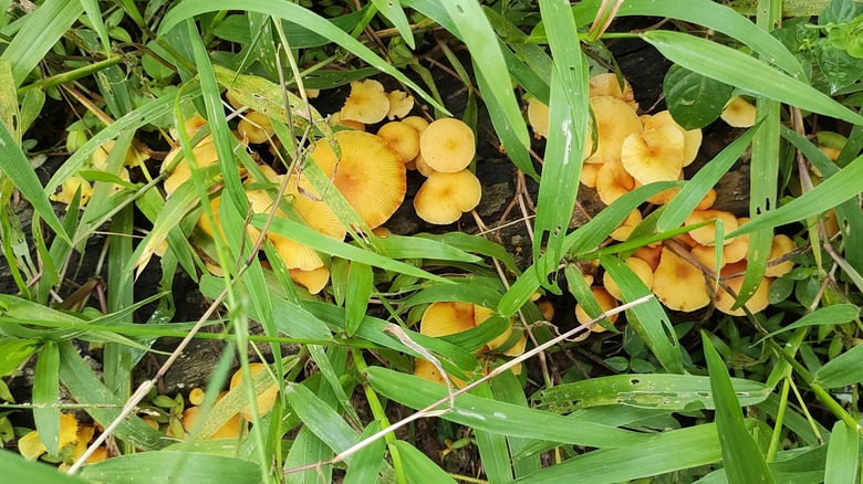 yellow mushrooms in grass