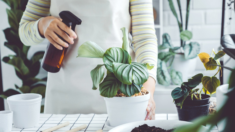 person using spray bottle