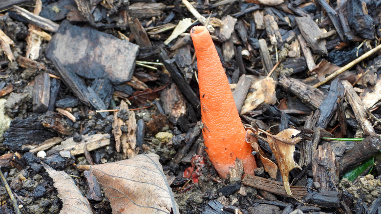 stinkhorn fungus in mulch