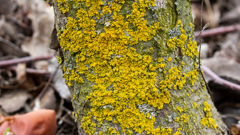 Mossy tree with fungal disease 