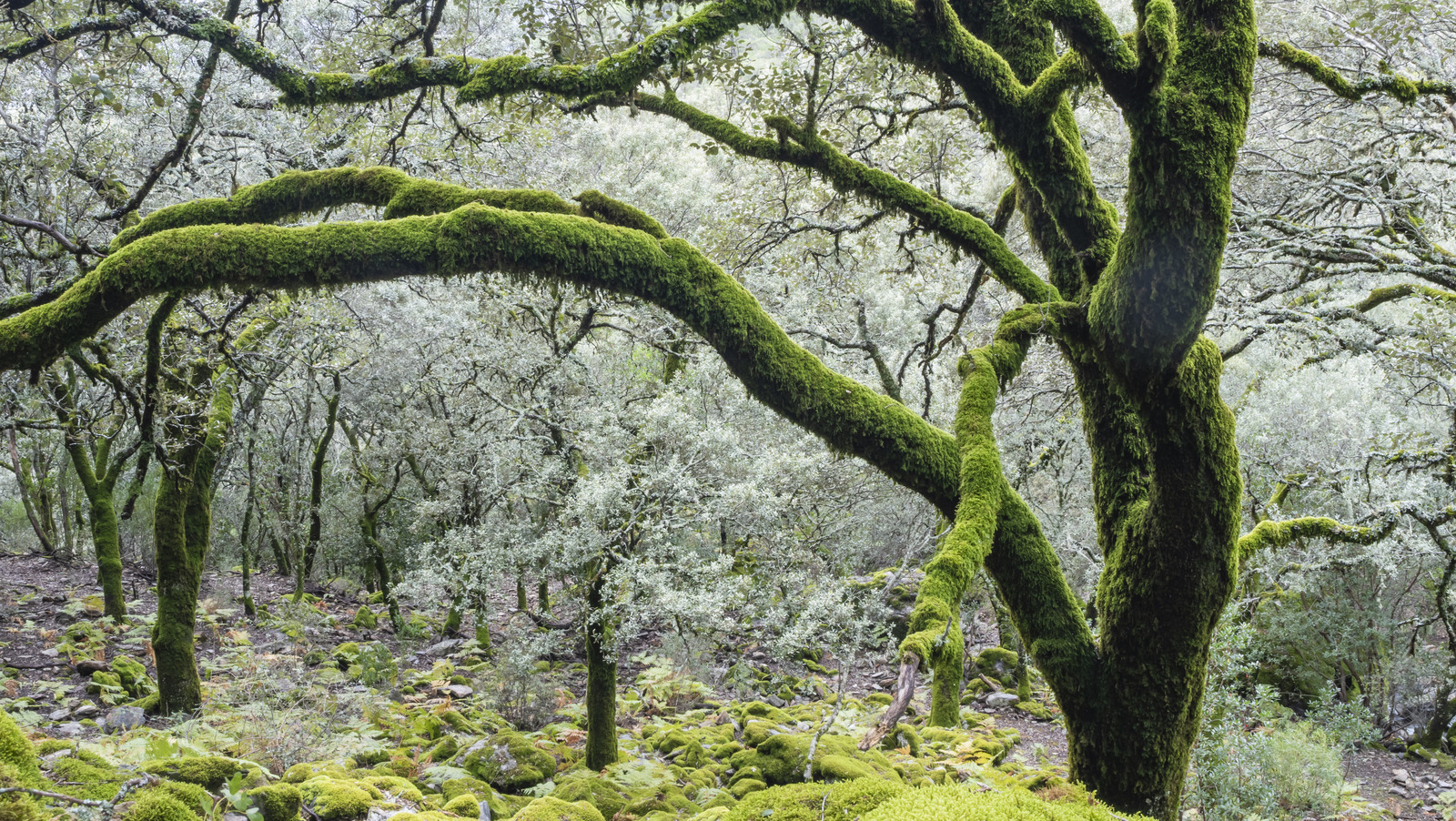 What You Should Know if Moss is Growing on Your Trees