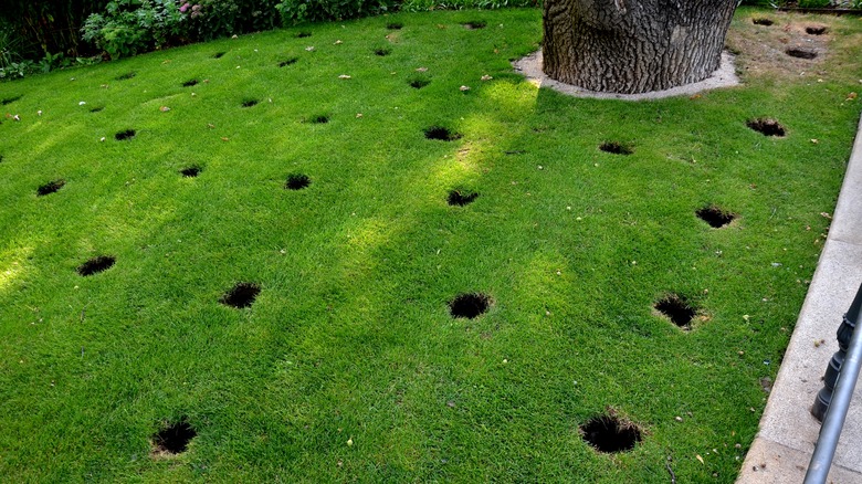 Aerating lawn under tree 