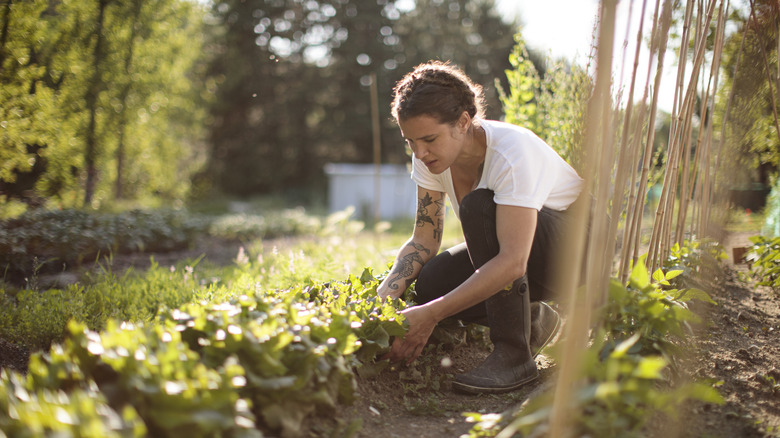 A woman working on her garden