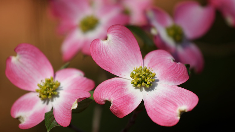 Pink dogwood blooms