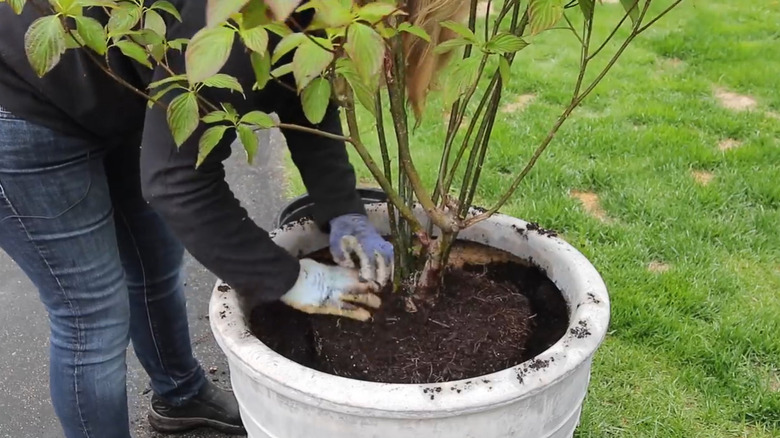 Woman planting a dogwood tree in a pot