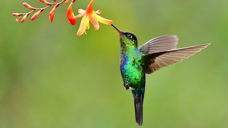 hummingbird feeding from flower