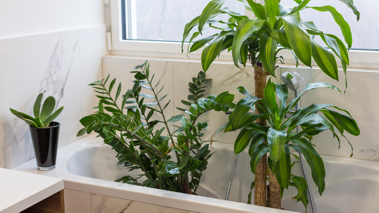 Plants in shower