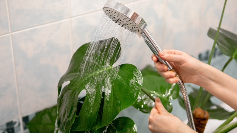 Person watering plants in shower