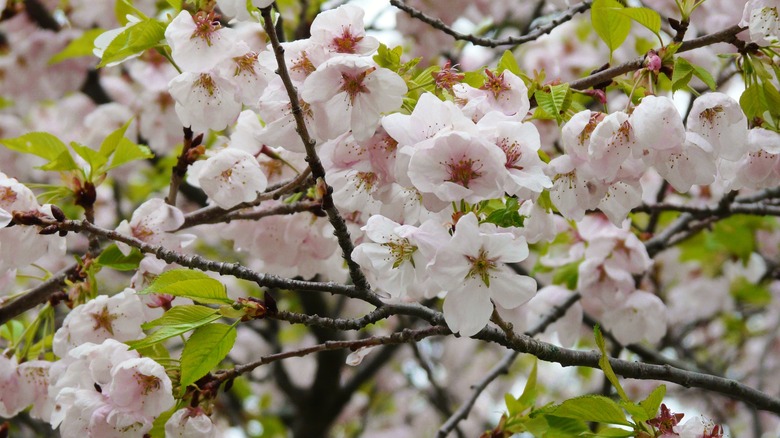 Akebono Yoshino cherry tree flowers