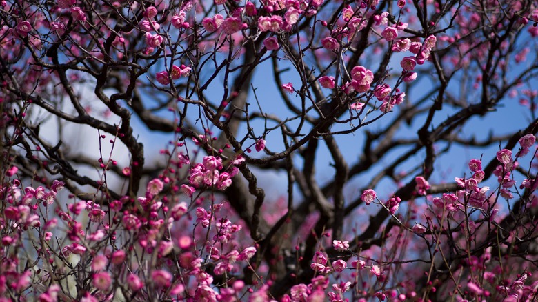 Japanese flowering apricot flowers