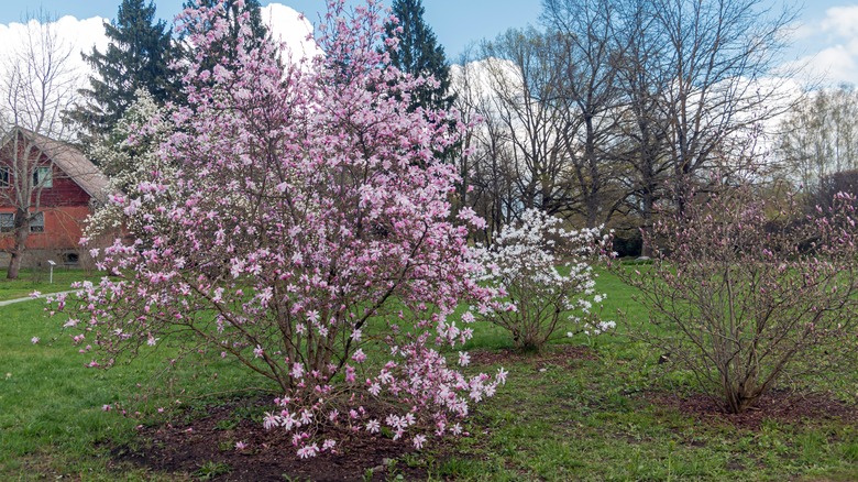 Star magnolia