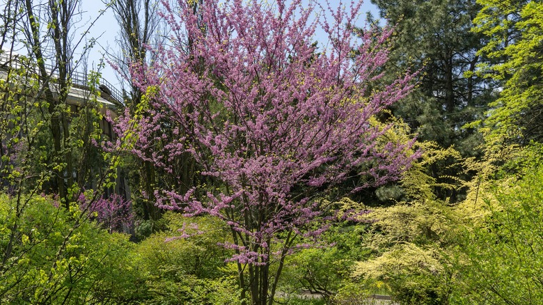 Eastern redbud