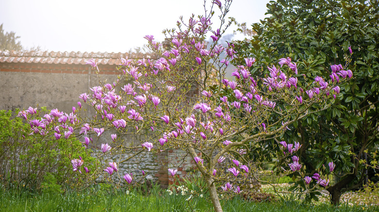 Magnolia tree