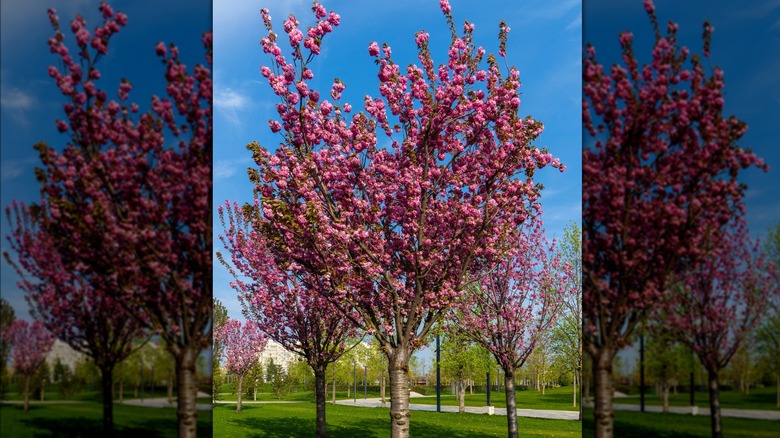 Japanese flowering cherry trees