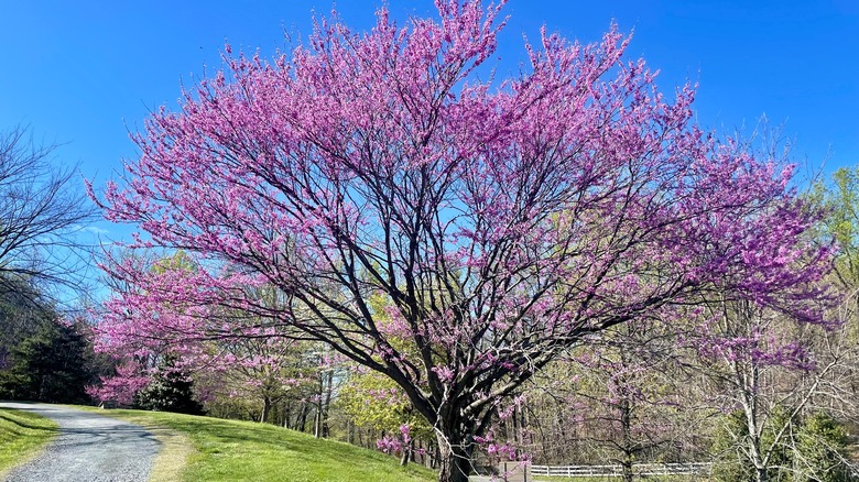 Pink flowering dogwood