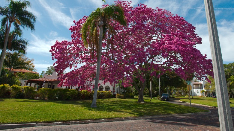 Pink trumpet tree