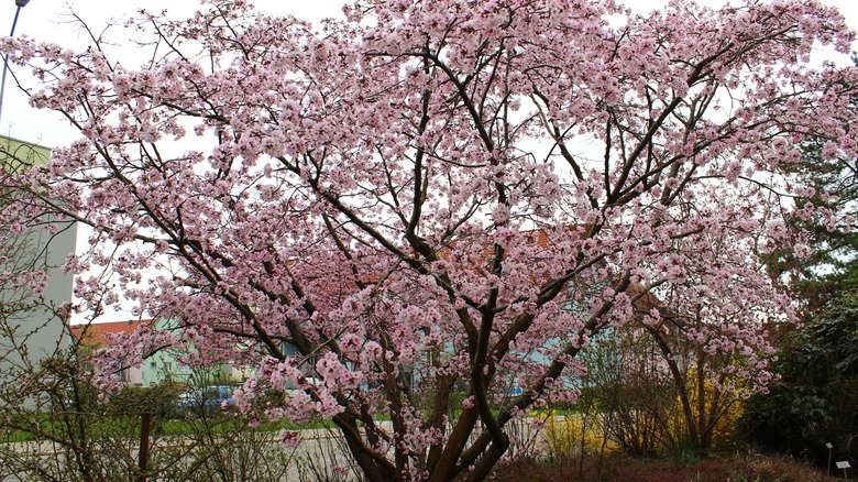 Sargent cherry tree