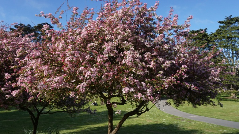 Southern crabapple