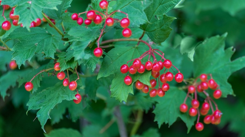 highbush cranberry fruits