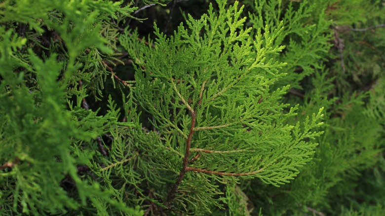 conifer foliage