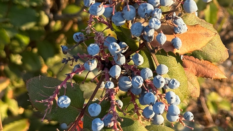 Oregon grape plant