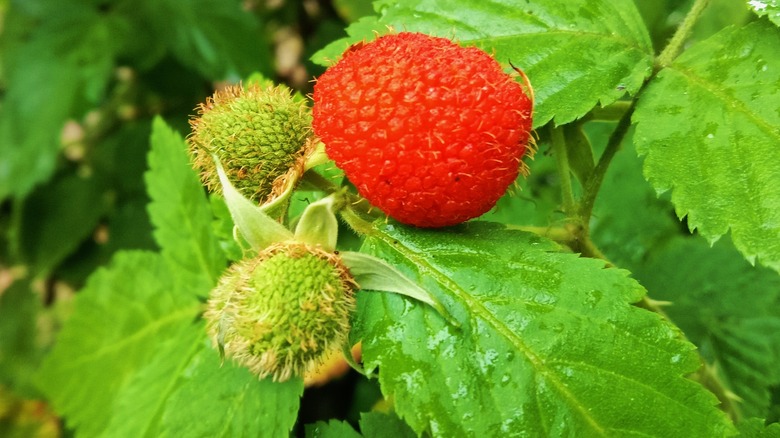 thimbleberry fruits