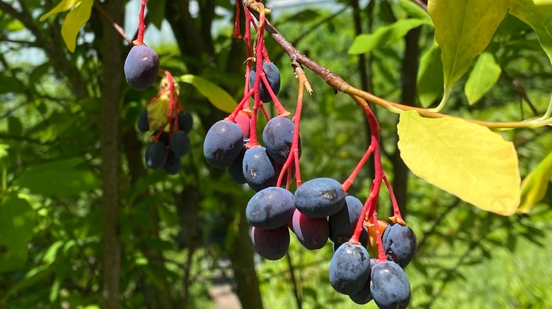 Indian plum fruits on tree