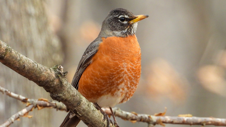 robin on branch