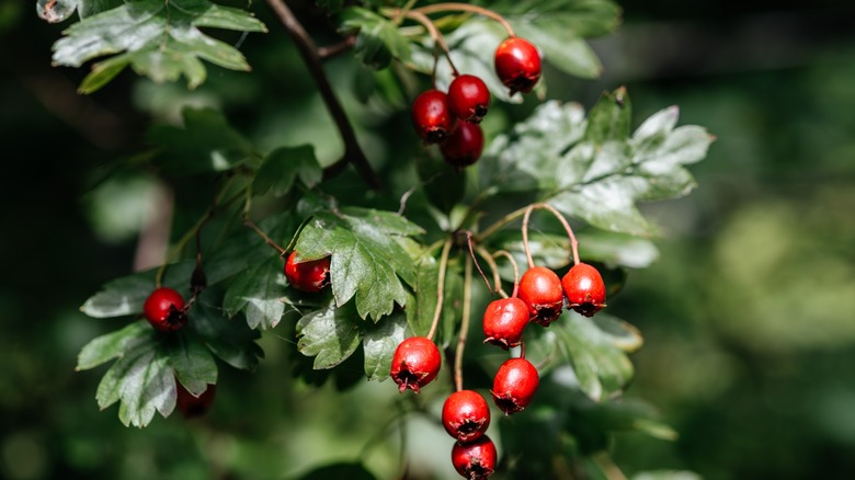 hawthorn berries and leaves