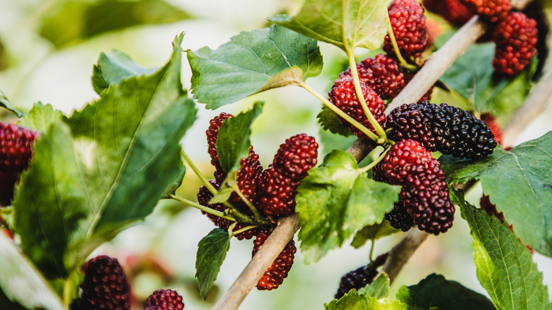 ripe mulberry fruits