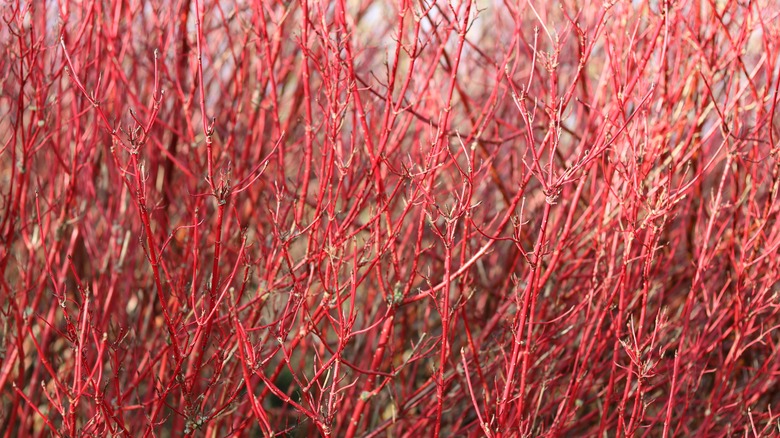 red twig dogwood stems