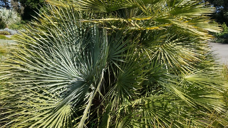 sabal palm