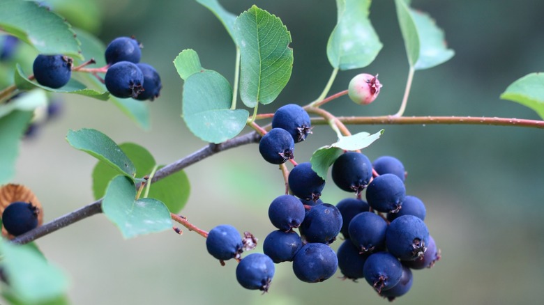 Saskatoon serviceberry fruits