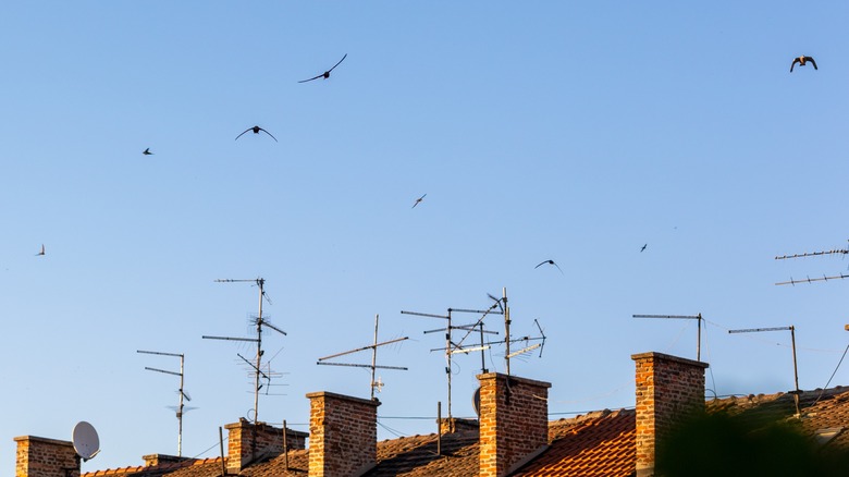 Chimney swifts flying over chimneys