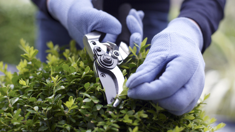 Person using garden shears