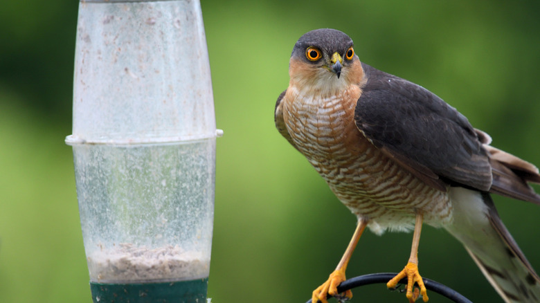 Hawk perched near bird feeder in backyard.