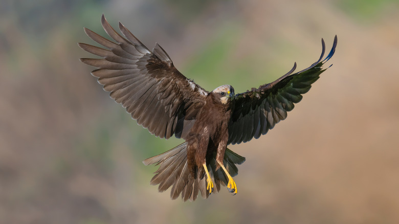 Large hawk flying through the air.