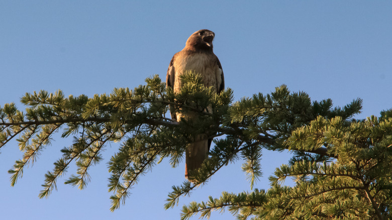 Red tailed hawk crying from tree top.